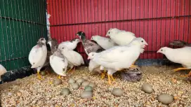 Burung Puyuh Hias Murmer