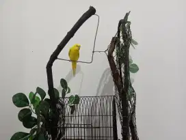 Parkit lutino mata merah