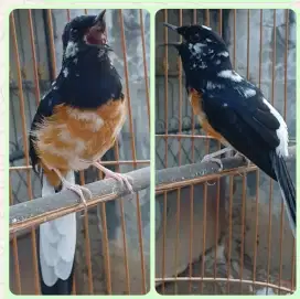 Murai jantan Blorok Pastol Extreme