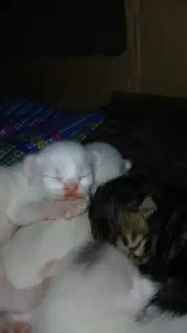 Kitten usia 8 hari