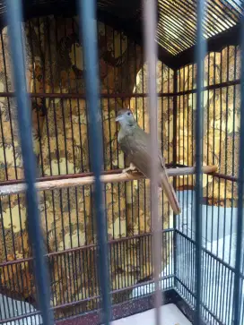 burung kapas tembak