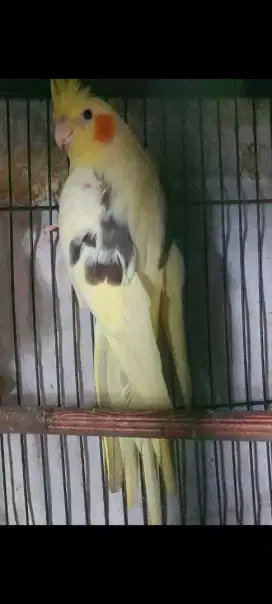Burung falk Australia