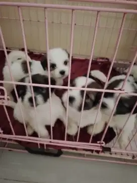 Anakan sitzhu lepas adopt