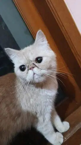 Kucing Persia peacnose