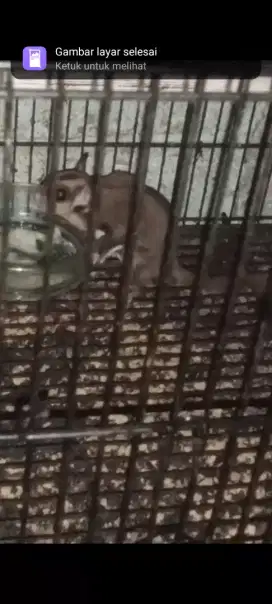 Sugar Glider CG