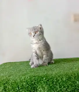 Scottish Fold kitten