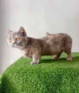 Munchkin BSH Exo
