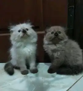 Kitten himalaya sepasang usia 3bln