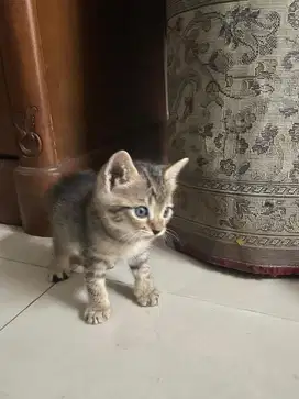 adopsi kitten cepat
