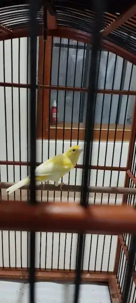 Kenari gacor warna kuning