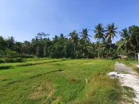 Tanah Murah di Donomulyo Kulon Progo 100 Jutaan