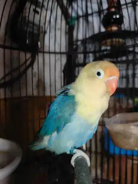 LOVEBIRD PB VIOLET BETINA DEWASA