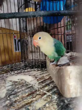 BALIBU LOVEBIRD PB TURQUOISE / TOSKA UNSEX