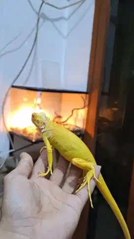 Iguana Green Albino Minus