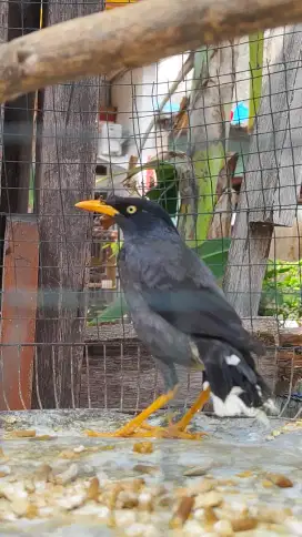 Jual jalak kebo makun jantan
