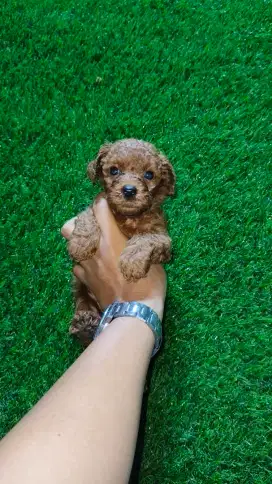 Dijual asli red toy poodle