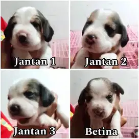 Beagle puppy jantan & betina