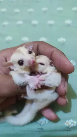 Sugar Glider Creamino Sepasang