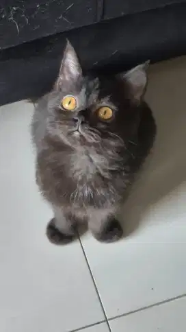 British short hair kitten bsh