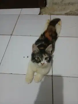 Persia medium calico