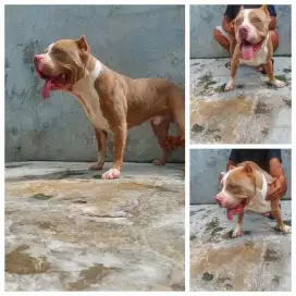 Puppies pitbull,puppies Golden