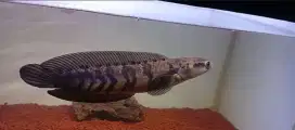 Channa redbarito 25cm