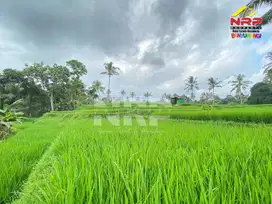 Sawah Murah 100 Ribuan Per meter di Licin Banyuwangi