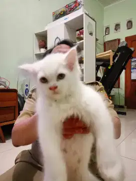 Kitten Persian Jantan