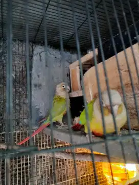Burung peneaple conure