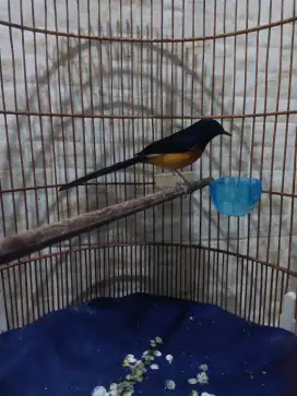 Jual Murai Batu Gacor