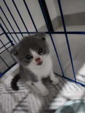 Kitten Kucing Warna Abu dan Crem