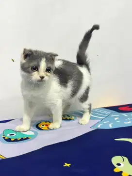 Scottish fold betina