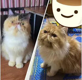 LA sepasang Peaknose longhair