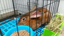 Indukan harga per ekor. Ada 2 ekor.