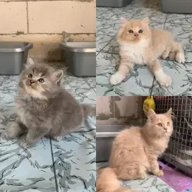 Ras kucing persia bulu rapat