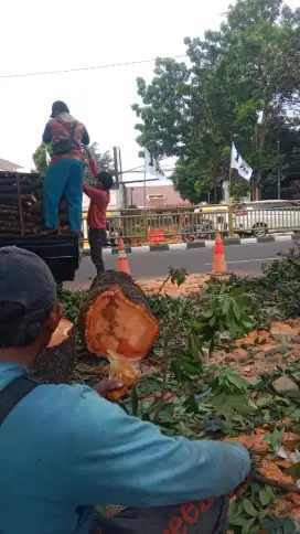 Jasa tebang pohon