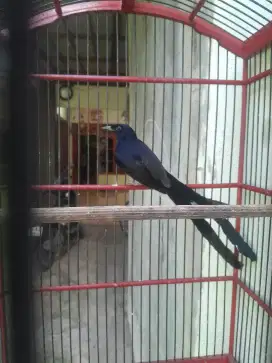 Murai batu  bulu baru ekor Pe 25 senti