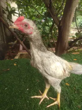 Phakoy usia 2 bulan