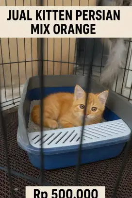 DIJUAL kitten lucu dan sehat