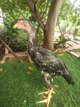 Phakoy usia 2 bulan