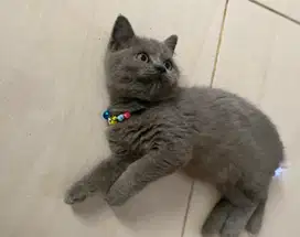 Kucing British Short Hair bsh kitten