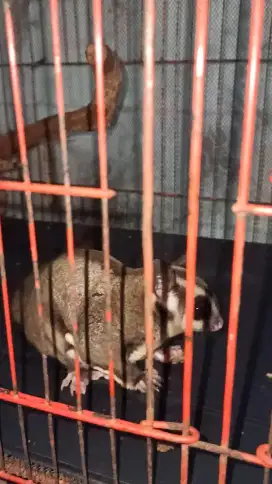 Sugar Glider CG Jantan