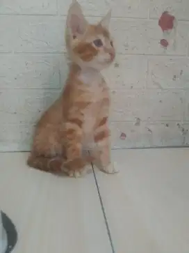 Kitten Maincoone mix b3n9a1