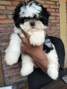Shitzhu usia 3 bulan betina sudah vaksin