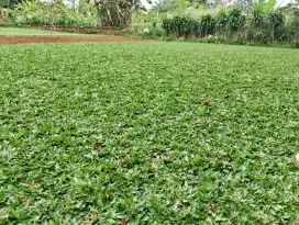 Bibit rumput taman di bogor pasang taman bisa sesuai buget