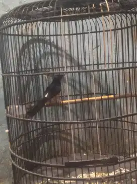 Burung murai hutan Kalimantan