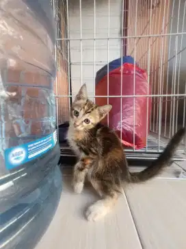 Kitten maincoone x b3n9a1