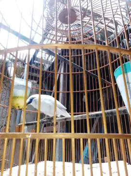 Jual burung putih