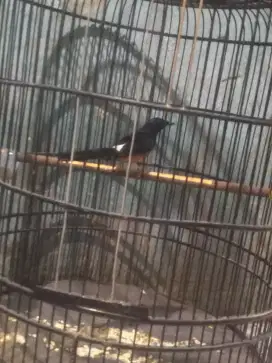 Burung murai hutan Kalimantan