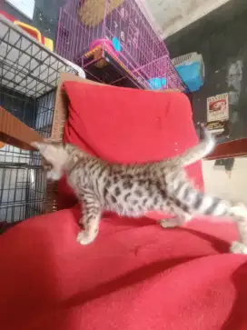 Kitten b3n9a1 semi hibah